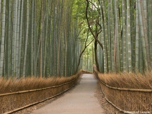 351-bamboo-in-Kyoto